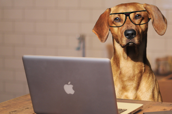 Dog with glasses on sitting in front of laptop.